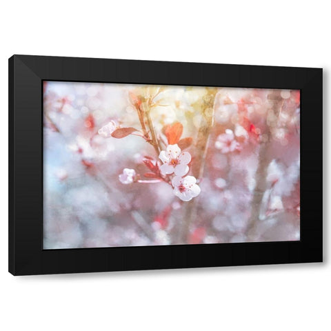 Spring Blooms 03 Black Modern Wood Framed Art Print with Double Matting by LightBoxJournal