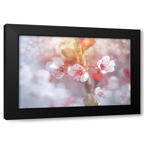 Spring Blooms 06 Black Modern Wood Framed Art Print by LightBoxJournal