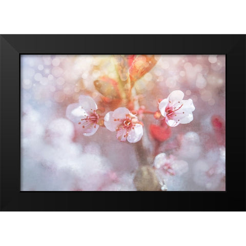 Spring Blooms 06 Black Modern Wood Framed Art Print by LightBoxJournal