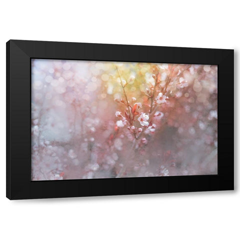 Spring Blooms 07 Black Modern Wood Framed Art Print with Double Matting by LightBoxJournal