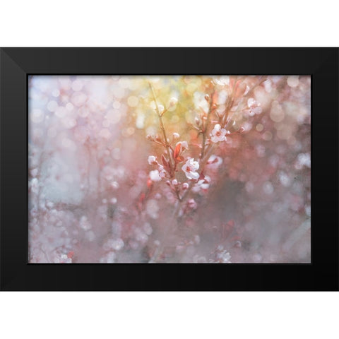 Spring Blooms 07 Black Modern Wood Framed Art Print by LightBoxJournal