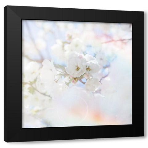 Apple Blossoms 04 Black Modern Wood Framed Art Print with Double Matting by LightBoxJournal