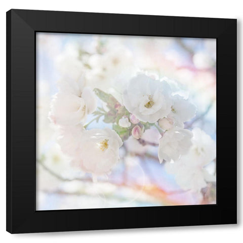 Apple Blossoms 05 Black Modern Wood Framed Art Print with Double Matting by LightBoxJournal
