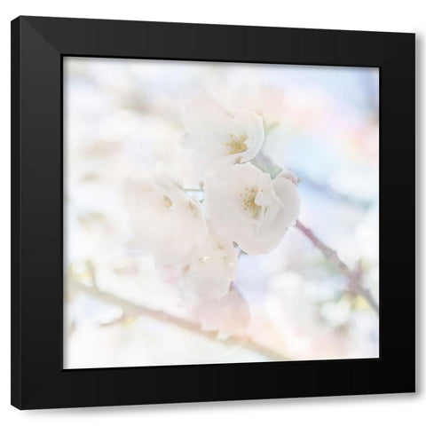 Apple Blossoms 06 Black Modern Wood Framed Art Print with Double Matting by LightBoxJournal