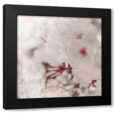 Pinky Blossom 2 Black Modern Wood Framed Art Print by LightBoxJournal