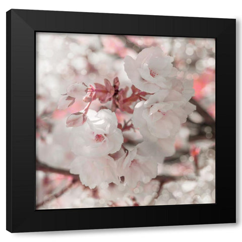 Pinky Blossom 4 Black Modern Wood Framed Art Print with Double Matting by LightBoxJournal