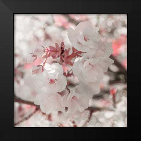 Pinky Blossom 4 Black Modern Wood Framed Art Print by LightBoxJournal