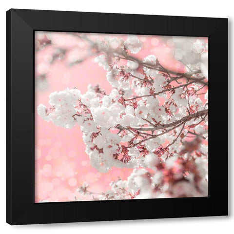 Pinky Blossom 5 Black Modern Wood Framed Art Print with Double Matting by LightBoxJournal