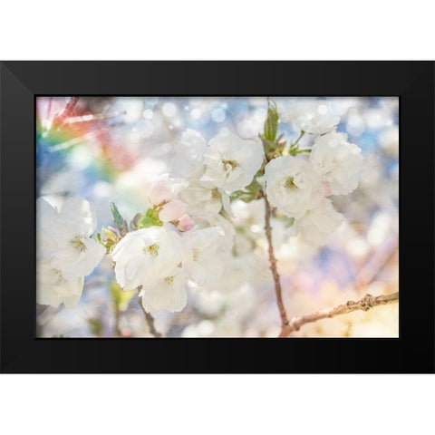 White Spring Blossoms 01 Black Modern Wood Framed Art Print by LightBoxJournal