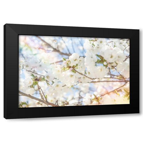 White Spring Blossoms 02 Black Modern Wood Framed Art Print with Double Matting by LightBoxJournal