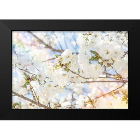 White Spring Blossoms 02 Black Modern Wood Framed Art Print by LightBoxJournal