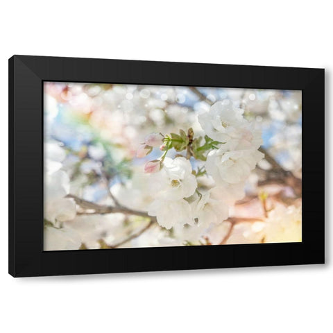 White Spring Blossoms 03 Black Modern Wood Framed Art Print with Double Matting by LightBoxJournal