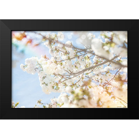 White Spring Blossoms 04 Black Modern Wood Framed Art Print by LightBoxJournal