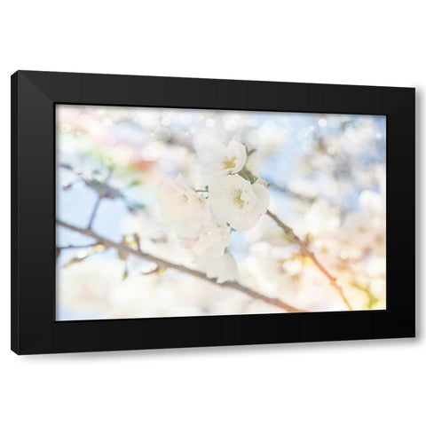 White Spring Blossoms 05 Black Modern Wood Framed Art Print with Double Matting by LightBoxJournal