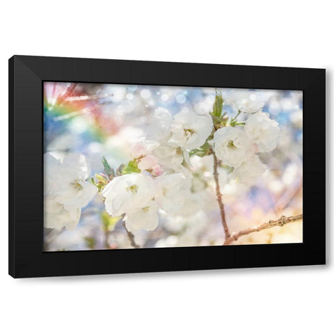 White Spring Blossoms 06 Black Modern Wood Framed Art Print with Double Matting by LightBoxJournal
