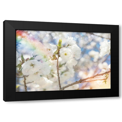 White Spring Blossoms 07 Black Modern Wood Framed Art Print with Double Matting by LightBoxJournal