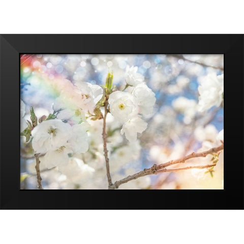White Spring Blossoms 07 Black Modern Wood Framed Art Print by LightBoxJournal
