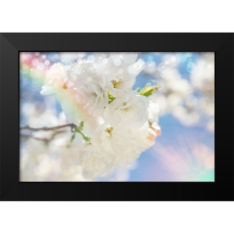 White Spring Blossoms 08 Black Modern Wood Framed Art Print by LightBoxJournal