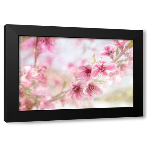 Cherry Pops 01 Black Modern Wood Framed Art Print by LightBoxJournal