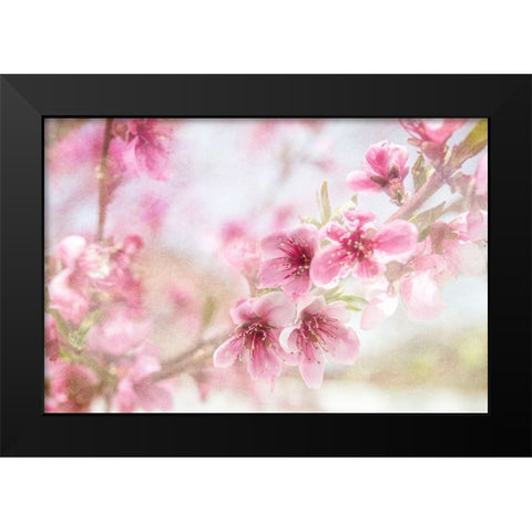 Cherry Pops 01 Black Modern Wood Framed Art Print by LightBoxJournal