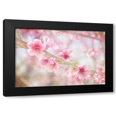 Cherry Pops 06 Black Modern Wood Framed Art Print with Double Matting by LightBoxJournal