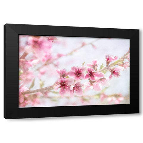 Cherry Pops 09 Black Modern Wood Framed Art Print with Double Matting by LightBoxJournal