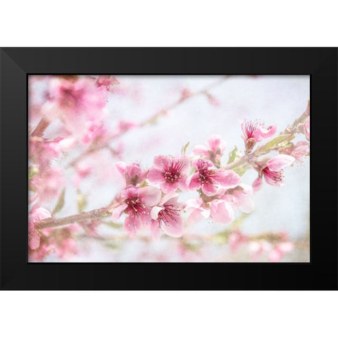 Cherry Pops 09 Black Modern Wood Framed Art Print by LightBoxJournal