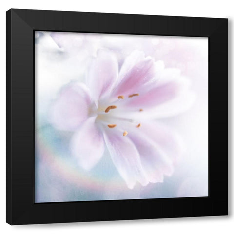 Mystical Gypsy Flower 02 Black Modern Wood Framed Art Print by LightBoxJournal