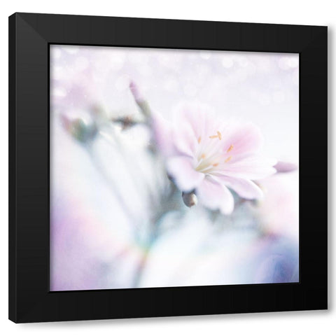 Mystical Gypsy Flower 03 Black Modern Wood Framed Art Print with Double Matting by LightBoxJournal