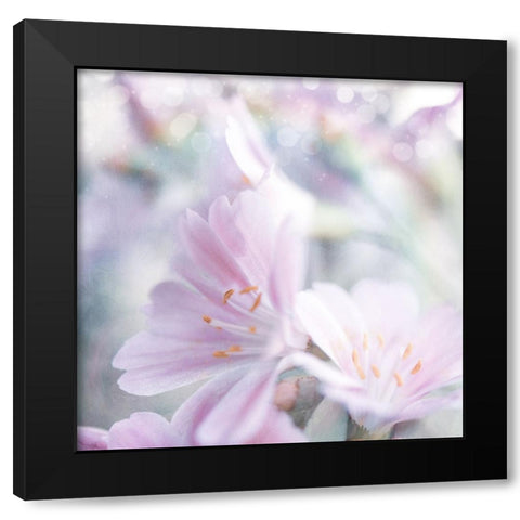 Mystical Gypsy Flower 05 Black Modern Wood Framed Art Print with Double Matting by LightBoxJournal