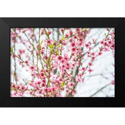 Naturally Cherry 01 Black Modern Wood Framed Art Print by LightBoxJournal