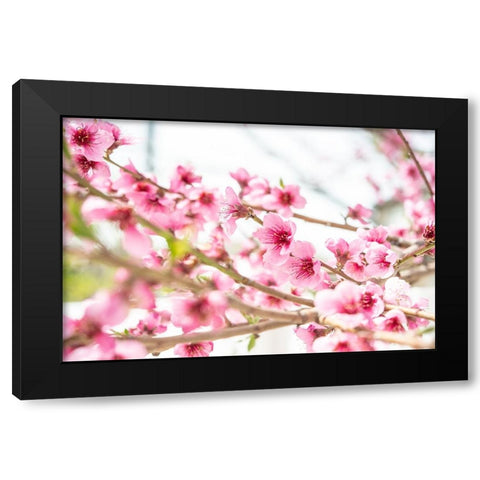 Naturally Cherry 02 Black Modern Wood Framed Art Print with Double Matting by LightBoxJournal