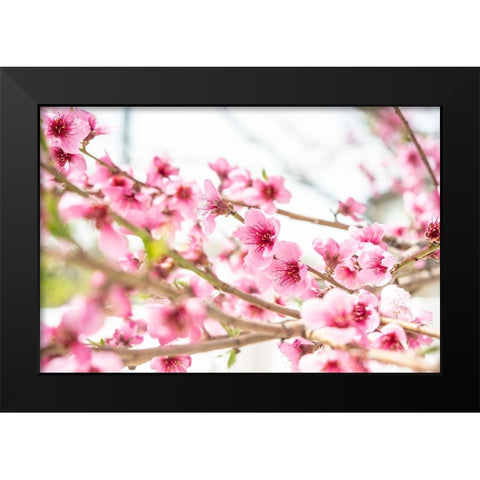 Naturally Cherry 02 Black Modern Wood Framed Art Print by LightBoxJournal