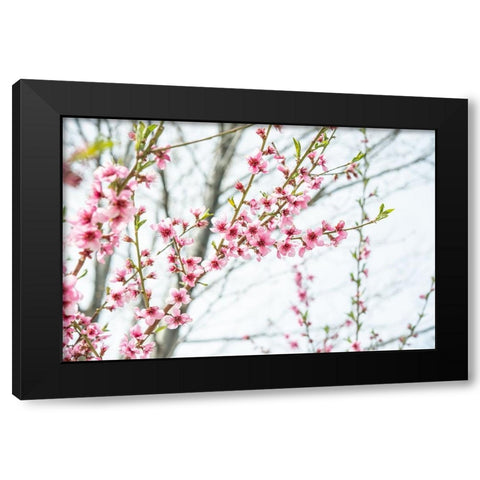 Naturally Cherry 03 Black Modern Wood Framed Art Print by LightBoxJournal