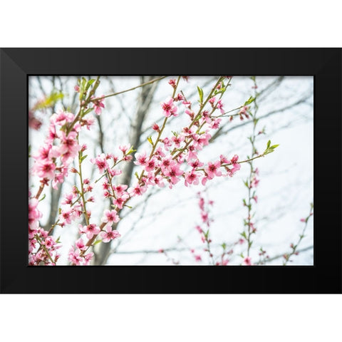 Naturally Cherry 03 Black Modern Wood Framed Art Print by LightBoxJournal