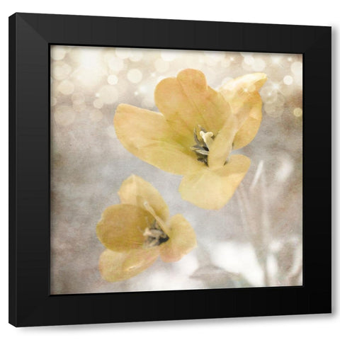 Yellow Tulip 03 Black Modern Wood Framed Art Print by LightBoxJournal