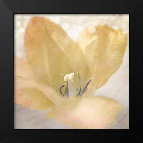Yellow Tulip 04 Black Modern Wood Framed Art Print by LightBoxJournal