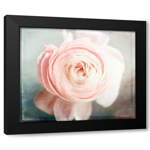 Peony 02 Black Modern Wood Framed Art Print by LightBoxJournal