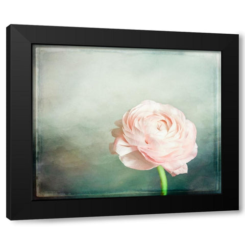 Peony 03 Black Modern Wood Framed Art Print with Double Matting by LightBoxJournal