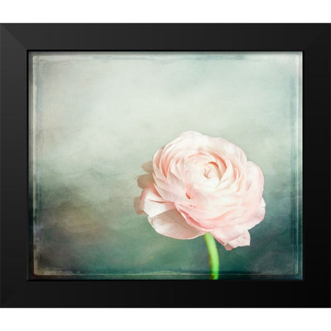 Peony 03 Black Modern Wood Framed Art Print by LightBoxJournal
