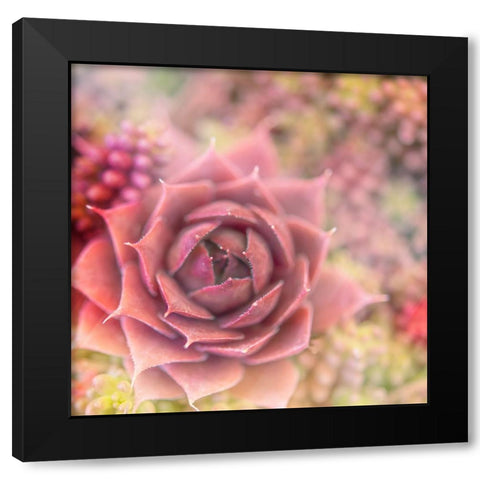 Succulents 02 Black Modern Wood Framed Art Print with Double Matting by LightBoxJournal