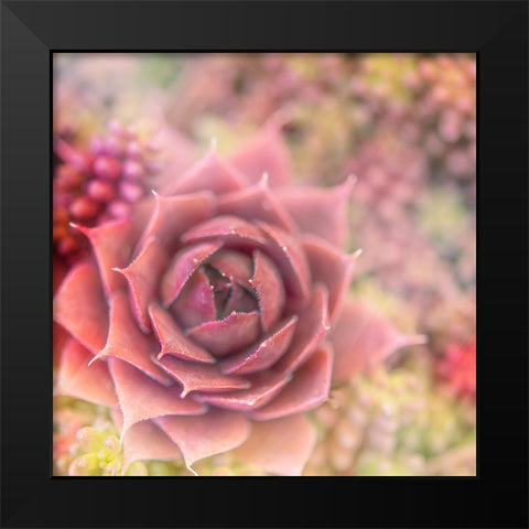 Succulents 02 Black Modern Wood Framed Art Print by LightBoxJournal