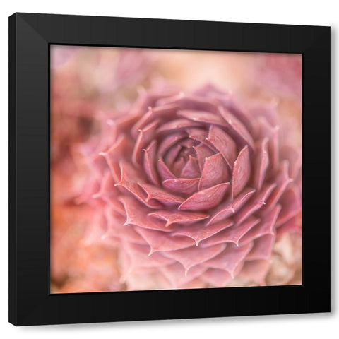 Succulents 03 Black Modern Wood Framed Art Print with Double Matting by LightBoxJournal