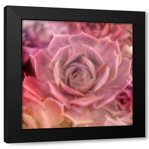 Succulents 04 Black Modern Wood Framed Art Print by LightBoxJournal