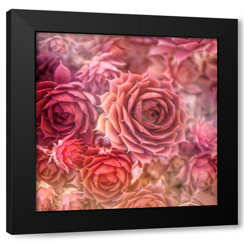 Succulents 06 Black Modern Wood Framed Art Print with Double Matting by LightBoxJournal