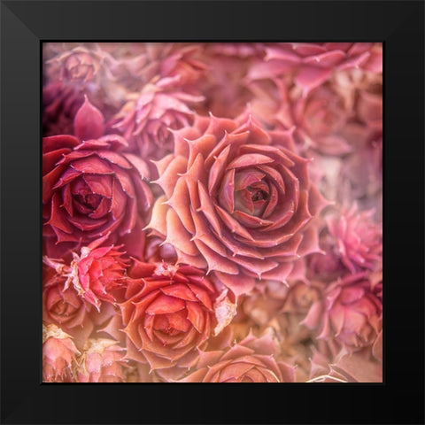Succulents 06 Black Modern Wood Framed Art Print by LightBoxJournal