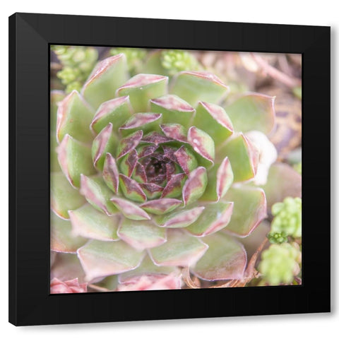 Succulents 09 Black Modern Wood Framed Art Print by LightBoxJournal