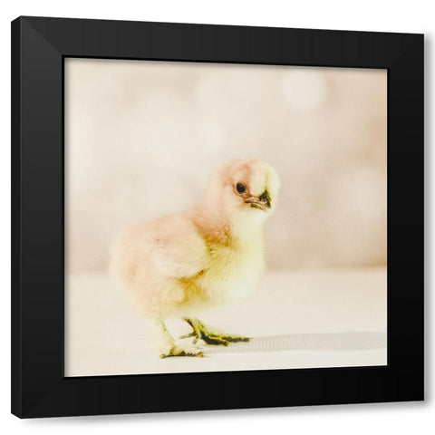 Baby Chicken 01 Black Modern Wood Framed Art Print with Double Matting by LightBoxJournal