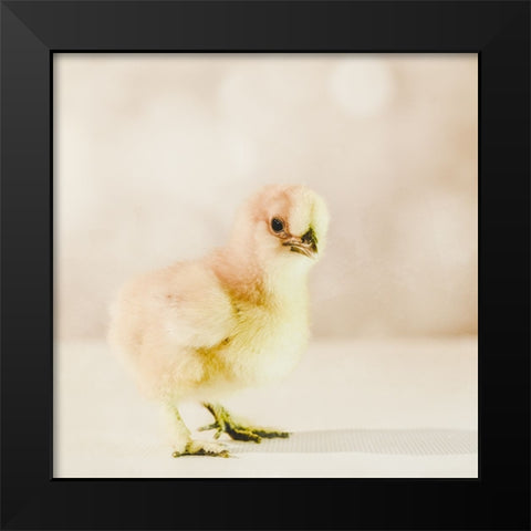 Baby Chicken 01 Black Modern Wood Framed Art Print by LightBoxJournal