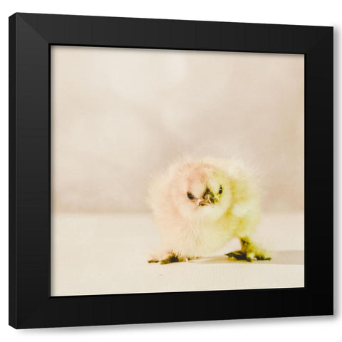 Baby Chicken 02 Black Modern Wood Framed Art Print with Double Matting by LightBoxJournal